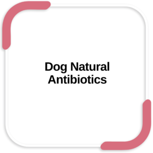 Dog Natural Antibiotics